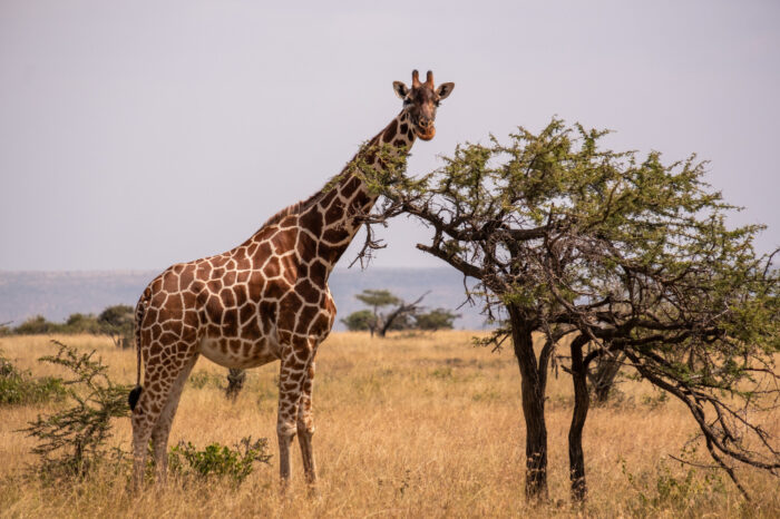3 Days 2 Nights Amboseli Safari