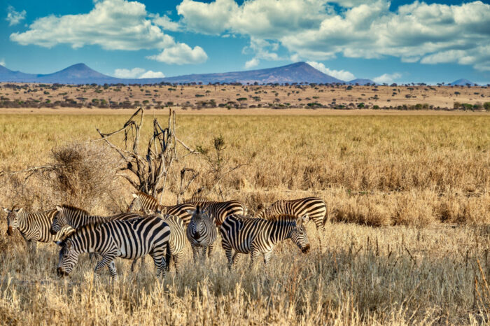 4 Days 3 Nights Amboseli and Tsavo East