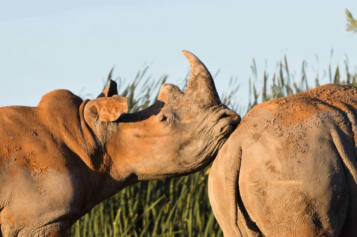 3 Days Masai Mara Wildebeest Migration Safari