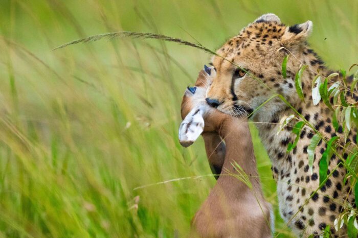 7-Day Safari & Beach Escape: Amboseli, Tsavo East & Mombasa