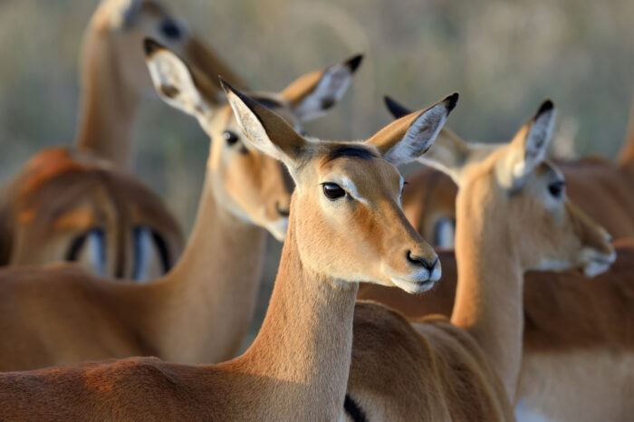 3 Days 2 Nights Kenya Highland Safari
