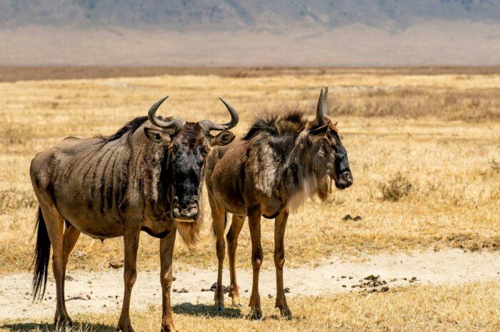 4 Days 3 Nights  (Mid-range Accomodation) Maasai Mara – Wildebeest Migration