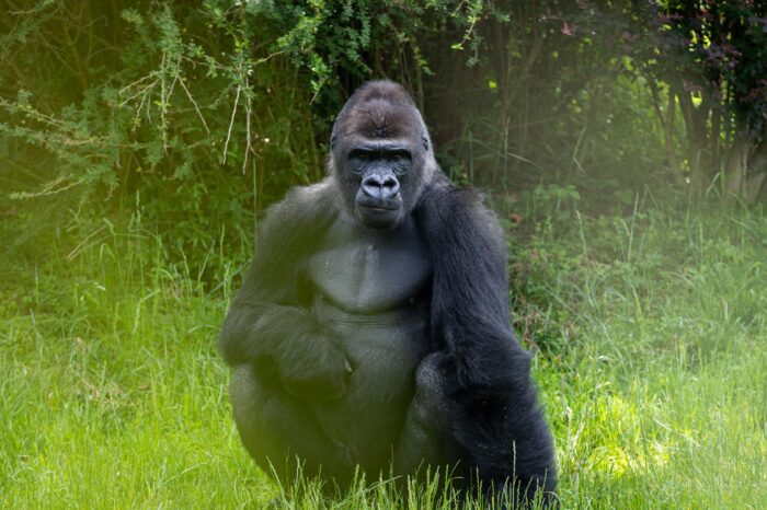 4 Days / 3 Nights Uganda Safari Adventure
